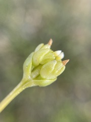 Sebaea albidiflora