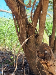 Sideroxylon obovatum