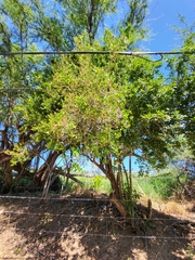 Sideroxylon obovatum