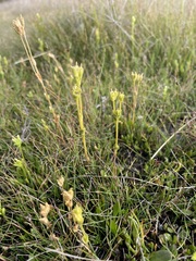 Sebaea albidiflora