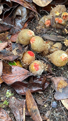 Calostoma