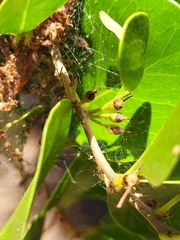 Sideroxylon obovatum