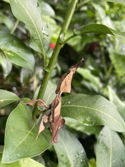Phyllocrania paradoxa