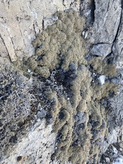Petrophytum caespitosum