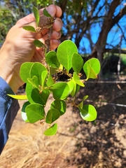 Sideroxylon obovatum