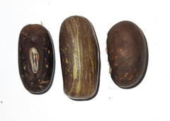 Erythrina crista-galli