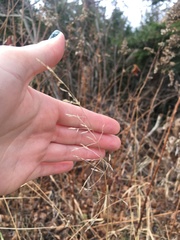 Poa palustris