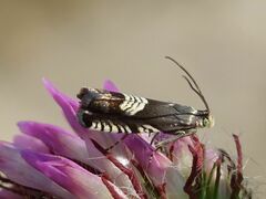 Grapholita compositella