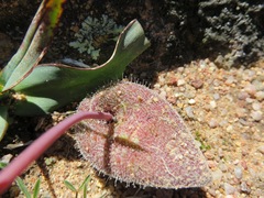 Lachenalia trichophylla