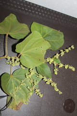 Heliocarpus americanus