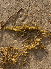 Phyllospora