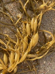 Phyllospora