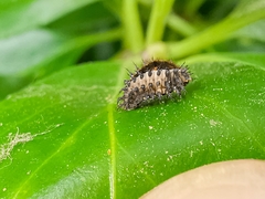 Chilocorus renipustulatus