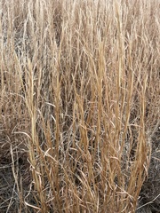 Andropogon virginicus