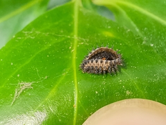 Chilocorus renipustulatus