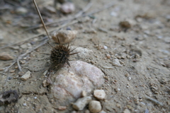 Eryngium campestre