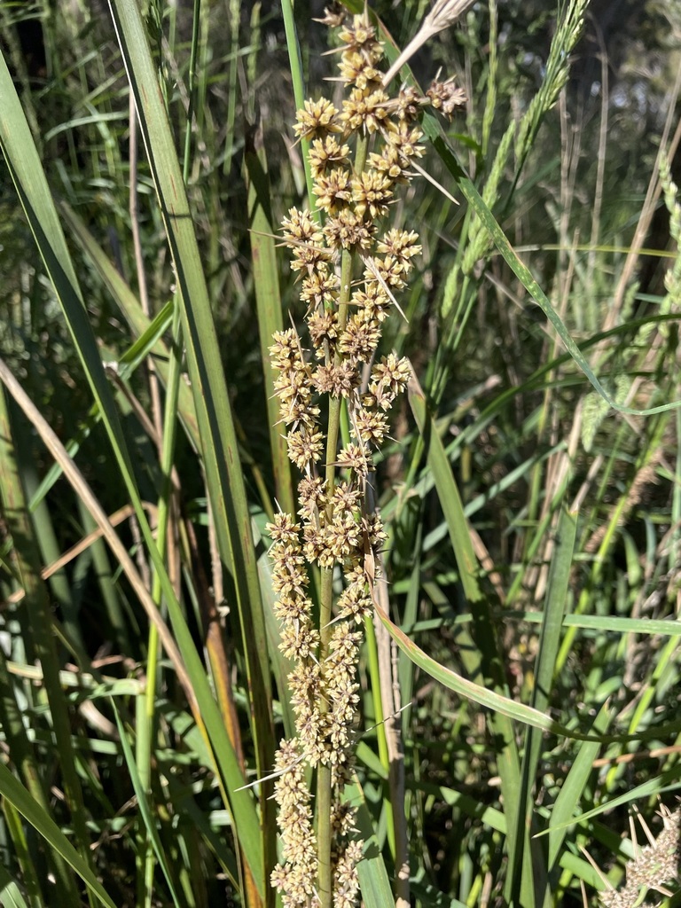 Lomandra longifolia, Kingborough, Tasmania, Australia