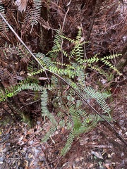 Gleichenia