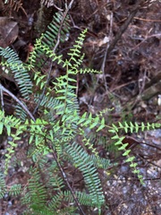 Gleichenia