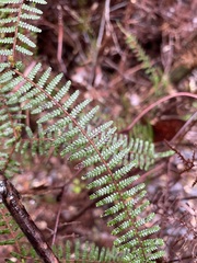 Gleichenia