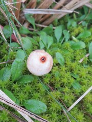 Tulostoma brumale