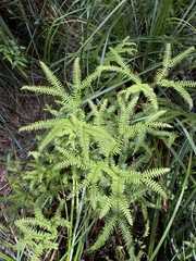 Gleicheniaceae