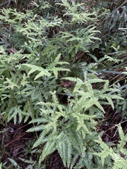 Gleicheniaceae