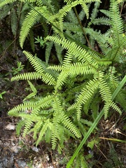 Gleicheniaceae