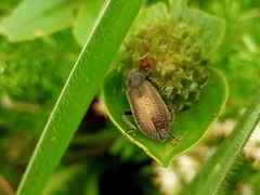 Lagria villosa