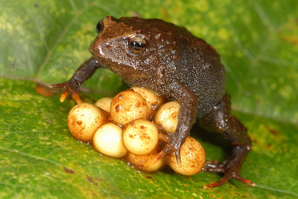 Cloudy Andean Frog