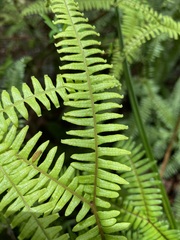 Gleicheniaceae