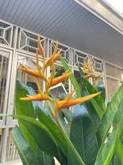 Heliconia latispatha