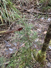 Lagarostrobos franklinii