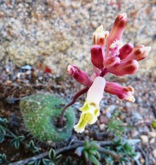 Lachenalia trichophylla