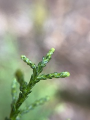 Lagarostrobos franklinii