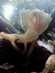 Porotheleaceae