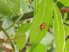 Vibidia duodecimguttata