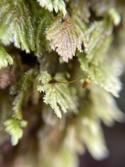 Hypnodendron