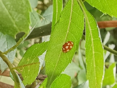 Vibidia duodecimguttata