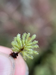 Hypnodendron