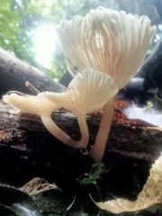Porotheleaceae