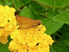 Hesperiidae