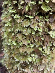 Hypnodendron
