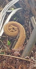 Cibotium glaucum