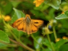 Hesperiidae
