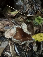 Porotheleaceae