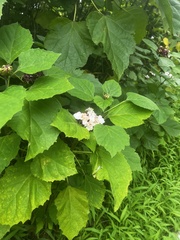 Clerodendrum chinense