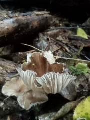 Porotheleaceae