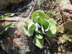 Crassula tomentosa