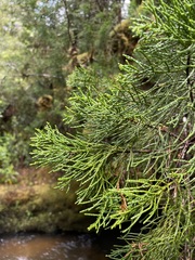 Lagarostrobos franklinii